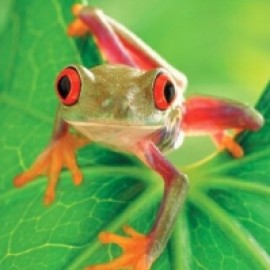 Profile picture of Adecali