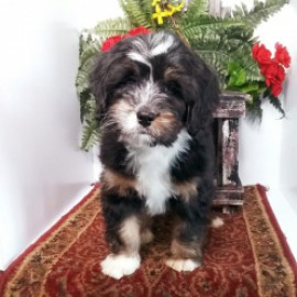 Profile picture of MichianaBernedoodles@gmail.com