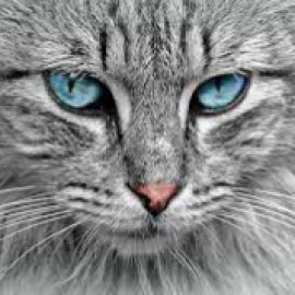 Profile picture of gc4enyewip@edu.email.edu.pl