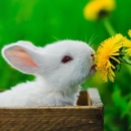 Profile picture of vqdufxqkhz@edu.email.edu.pl