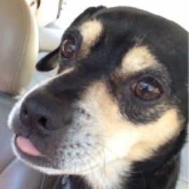 Profile photo of Stevey Crisp