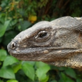 Profile picture of SERGIOMT