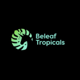 Profile photo of beleaftropicalsus@gmail.com