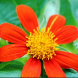 Profile picture of la-bricoleuse@sogetel.net