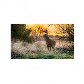 Profile picture of canadalandco1@gmail.com