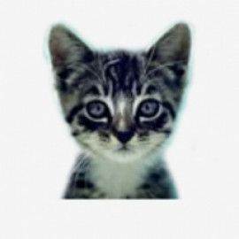 Profile picture of welovecateandkittens@gmail.com