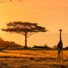 Profile picture of traveloafricauk@gmail.com