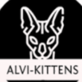 Profile photo of alvi-kittens@mail.ru