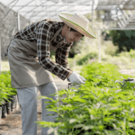 Profile picture of weedconsultantsllc@gmail.com