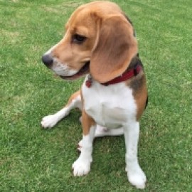 Profile photo of vcosta